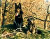 Tibet-Terrier Foto: Bonny (8 Jahre) mit ihrem Kumpel Arco. (ID 1330) Tibet-Terrier Hund