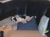 Tibet-Terrier Foto: Lina mit 8 Wochen (ID 38173) Tibet-Terrier Hund