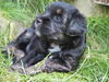 Tibet-Terrier Hund