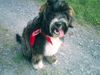 Tibet-Terrier Foto: Momo du Chateau des Chevaux (ID 9109) Tibet-Terrier Hund