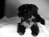 Tibet-Terrier Foto: Ich bin Nele von Barun La (ID 9045) Tibet-Terrier Hund