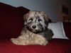 Tibet-Terrier Foto: Emma (ID 41462) Tibet-Terrier Hund