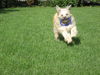 Tibet-Terrier Foto: Achtung ich komme (ID 38473) Tibet-Terrier Hund