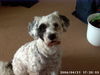 Tibet-Terrier Foto: Kira (ID 34460) Tibet-Terrier Hund