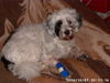 Tibet-Terrier Foto: Kira nach ihrer OP (ID 35414) Tibet-Terrier Hund