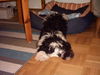 Tibet-Terrier Foto: Gino 5 Monate (ID 34878) Tibet-Terrier Hund