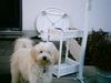 Tibet-Terrier Foto: Tibet Mix Sandy (ID 16343) Tibet-Terrier Hund