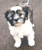 Tibet-Terrier Foto: Sally die 1. (ID 9133) Tibet-Terrier Hund