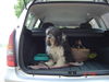 Tibet-Terrier Foto: das ist sammy und sein frauchen, er ist begeisterter autofahrer (ID 31626) Tibet-Terrier Hund