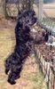 Tibet-Terrier Foto: Sana: Was guckst du? (ID 6994) Tibet-Terrier Hund