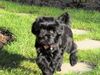 Tibet-Terrier Foto: Hallo Besucht mich unter www.Tibetterrier.mynetcologne.de (ID 10218) Tibet-Terrier Hund
