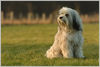 Tibet-Terrier Foto: Tibet Terrier, Tashi (ID 32103) Tibet-Terrier Hund