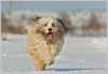 Tibet-Terrier Foto: Tibet Terrier, Tashi, 4 Jahre, Hündin (ID 32104) Tibet-Terrier Hund
