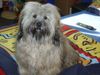 Tibet-Terrier Foto: Leon, 3 Jahre (ID 14975) Tibet-Terrier Hund