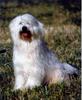 Tibet-Terrier Foto: Timm von Oedenheim (Multi Champion) (ID 730) Tibet-Terrier Hund
