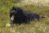 Tibet-Terrier Foto: Wo sind den meine zwei Beiner (ID 13479) Tibet-Terrier Hund