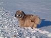 Tibet-Terrier Foto: Dakini und Bon-Tschi im tiefen tiefen Wald (ID 16555) Tibet-Terrier Hund