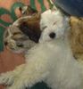 Tibet-Terrier Foto: Mein kleines Mäuschen Chin (ID 14228) Tibet-Terrier Hund