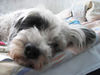 Tibet-Terrier Foto: Kira (ID 34461) Tibet-Terrier Hund
