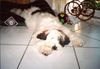 Tibet-Terrier Foto: Das ist mein Max, ein witziger,intelligenter Tibet-Terrier mit viel Charme ! (ID 4711) Tibet-Terrier Hund