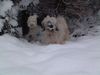 Tibet-Terrier Foto: Dakini und Bon-Tschi im tiefen tiefen Wald (ID 16556) Tibet-Terrier Hund