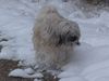 Tibet-Terrier Foto: Dakini und Bon-Tschi im tiefen tiefen Wald (ID 16557) Tibet-Terrier Hund