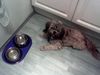 Tibet-Terrier Foto: Schon wieder nichts drin :-( (ID 23919) Tibet-Terrier Hund