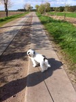 Tibet-Terrier Hund