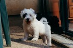 Tibet-Terrier Hund