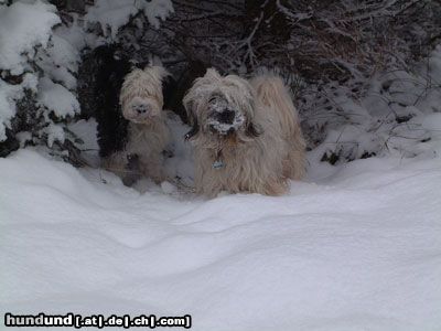 Tibet-Terrier Hunde Foto 16556 in höherer Auflösung ansehen Tibet-Terrier Dakini und Bon-Tschi im tiefen tiefen Wald