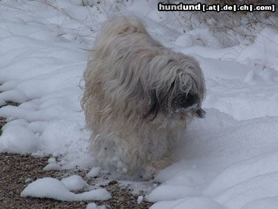 Tibet-Terrier Hunde Foto 16557 in höherer Auflösung ansehen Tibet-Terrier Dakini und Bon-Tschi im tiefen tiefen Wald