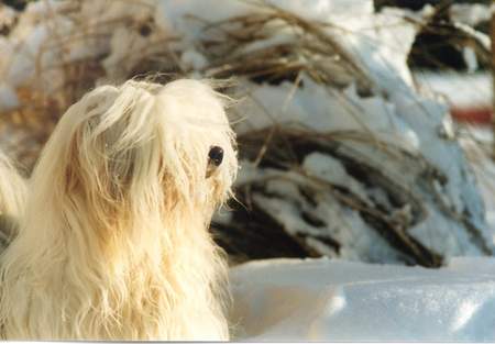Tibet-Terrier Hunde Foto 975 Tibet-Terrier Deckrüde Shobhan Dschampa