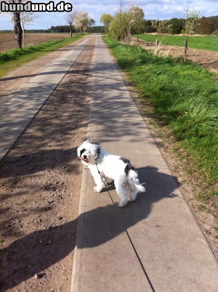 Tibet-Terrier Spaziergang bei Samswegen 