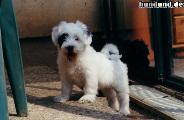 Tibet-Terrier Kira am Tag der Abholung beim Züchter