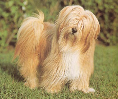 Tibet-Terrier Hunde Foto 133 Tibet-Terrier