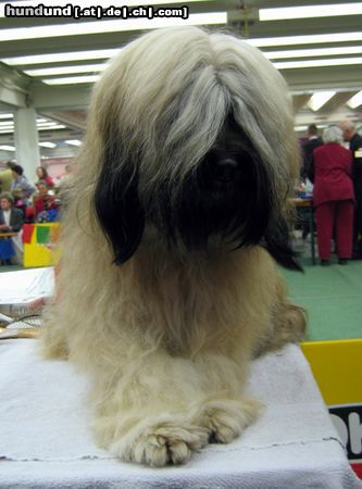 Tibet-Terrier Hunde Foto 9691 Tibet-Terrier Tibet-Terrier posiert bei der IHA Graz 2004