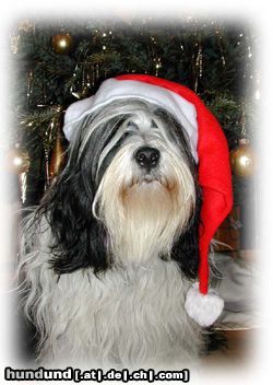 Tibet-Terrier Hunde Foto 7157 Tibet-Terrier Weihnachtsgrüße