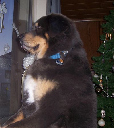 Tibetdogge Hunde Foto 43452 Tibetdogge dokhyi Acky - dem Do-Khyi eine Chance