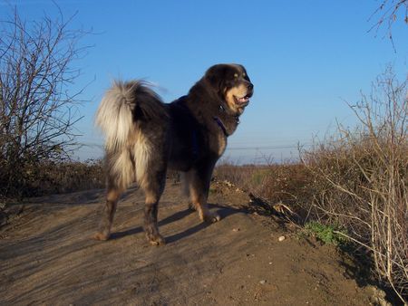 Tibetdogge Do-Khyi Acky 