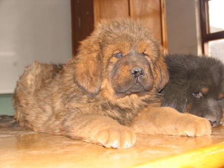 Tibetdogge This kennel  is located in Taiyuan, Shanxi Province,China.There are many excellent Tibetan Mastiffs in here.You can choose one that fit you.