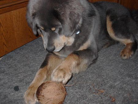 Tibetdogge dokhyi Acky - dem Do-Khyi eine Chance