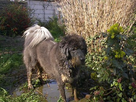 Tibetdogge Do-Khyi Acky 