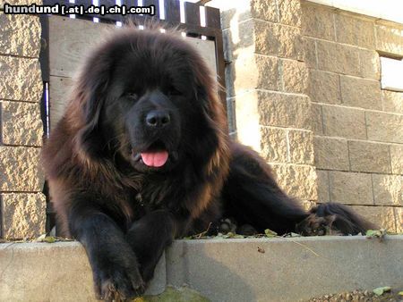 Tibetdogge Hunde Foto 15858 Tibetdogge SUNDARI kennel from Czech rep.