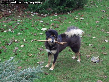 Tibetdogge Hunde Foto 16085 in höherer Auflösung ansehen Tibetdogge Aika