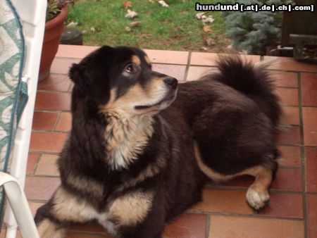 Tibetdogge Hunde Foto 16086 in höherer Auflösung ansehen Tibetdogge Aika