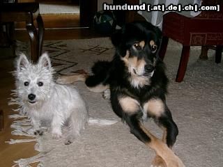 Tibetdogge Hunde Foto 16084 in höherer Auflösung ansehen Tibetdogge Banja und Aika