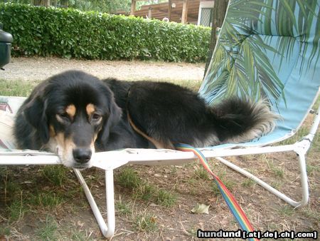 Tibetdogge Aika im Urlaub