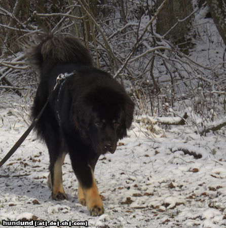 Tibetdogge Hunde Foto 46172 in höherer Auflösung ansehen Tibetdogge Tashi Schnee-Walking