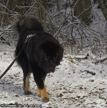 Tibetdogge Tashi Schnee-Walking