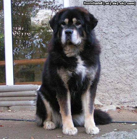 Tibetdogge Hunde Foto 15865 Tibetdogge SUNDARI kennel from Czech rep.